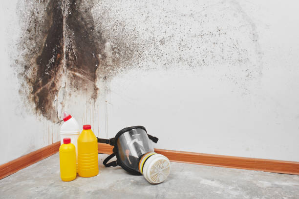 Best Insurance-Related Mold Remediation in Bartlett, TX