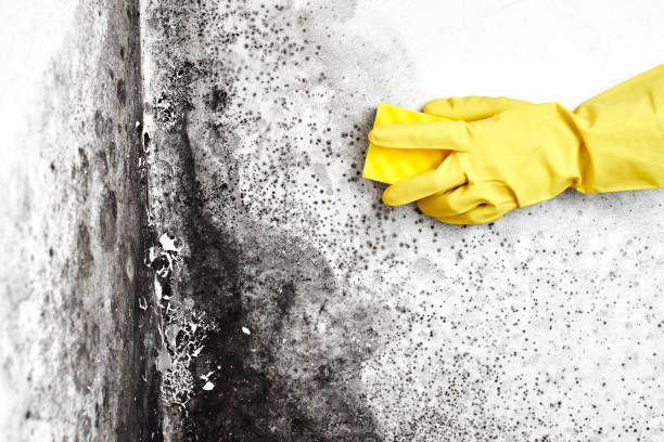 Best Residential Mold Remediation in Bartlett, TX