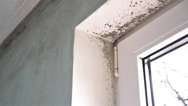 Best Residential Mold Remediation in Bartlett, TX