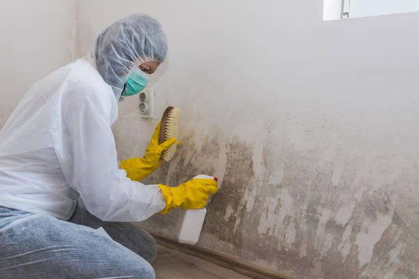 Best White Mold Remediation in Bartlett, TX
