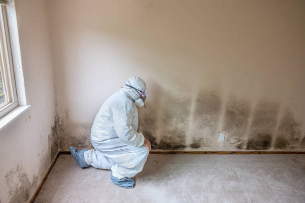 Best Attic Mold Remediation in Bartlett, TX