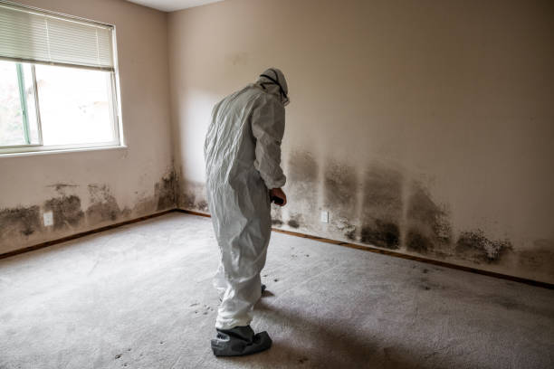 Best Insurance-Related Mold Remediation in Bartlett, TX
