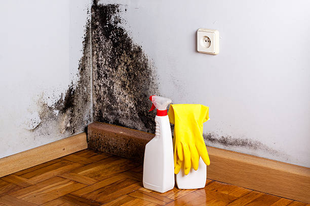 Best Preventive Mold Services in Bartlett, TX