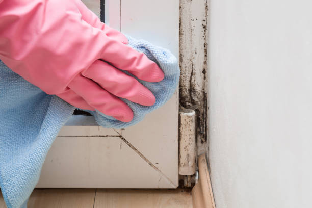 Best Insurance-Related Mold Remediation in Bartlett, TX
