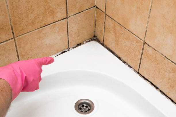 Trusted Bartlett, TX Mold Remediation Experts